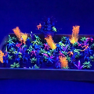 Damn that Dances with Blue People