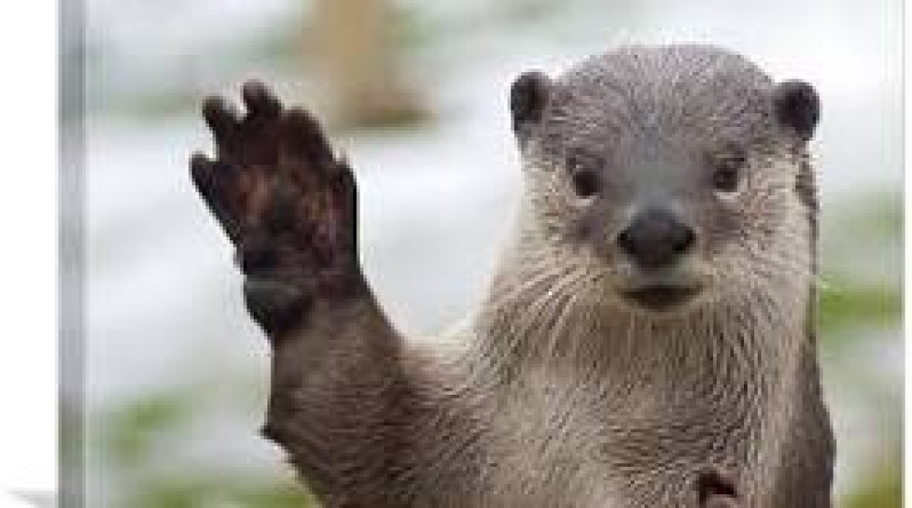 Otter way to go