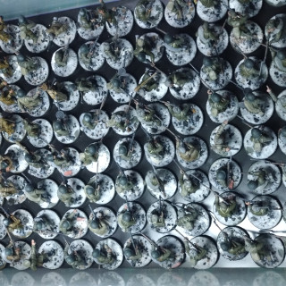 Second box of Russians done!