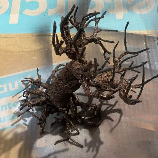 Burrows and Badger Den