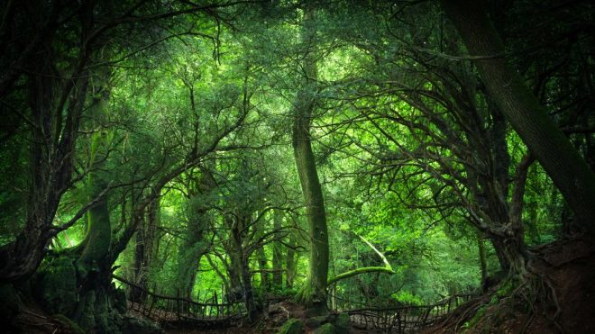 The War in the Willows