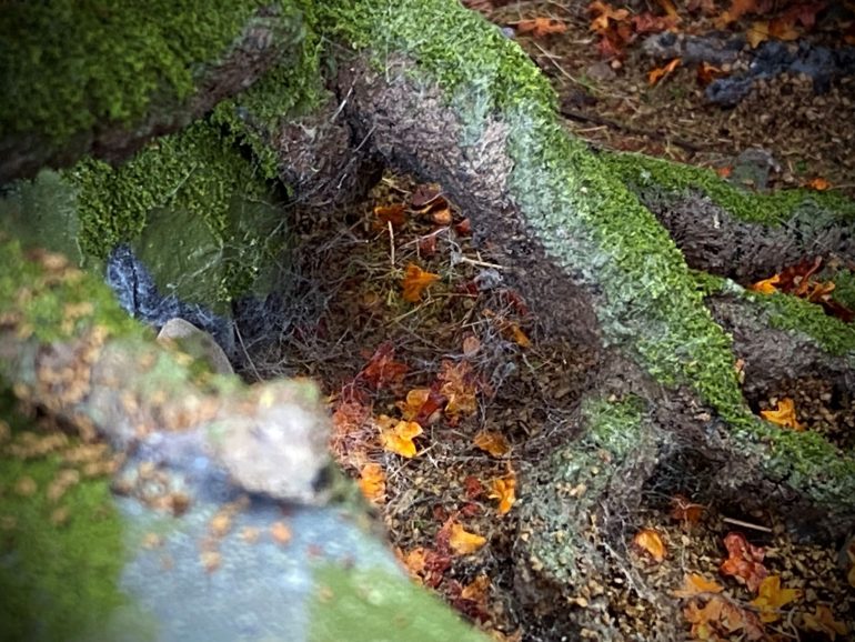 Tree Bark - I forgot to cover off on this before so I will do so now.  To get the gnarly bark effect I used some left over AK Terrains Dry Ground texture paint, over that I painted some PVA on to which I sprinkled some tile grout here and there.  The trees were then spray painted with rattlecans in browns and greys before a final drybrush.