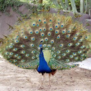 Well, hello Mr. Fancypants