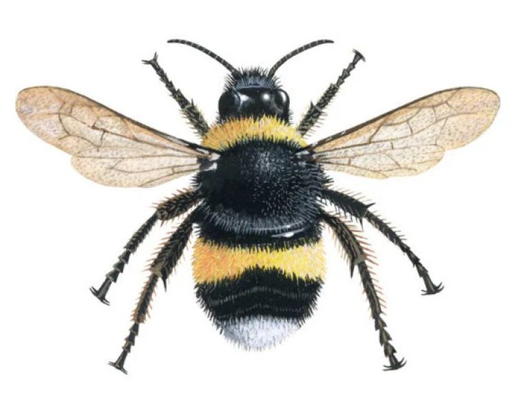 First scenario creatures