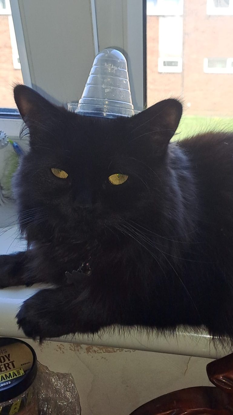 This is Grogu in her best dungeon crawling cap
