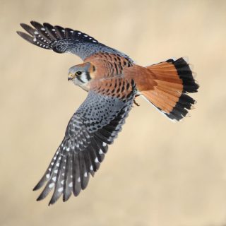 Bringing in one frosty falcon