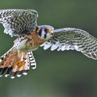 Bringing in one frosty falcon