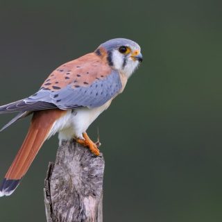 Bringing in one frosty falcon