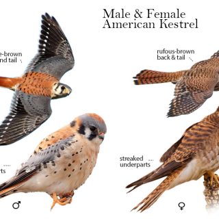 Bringing in one frosty falcon