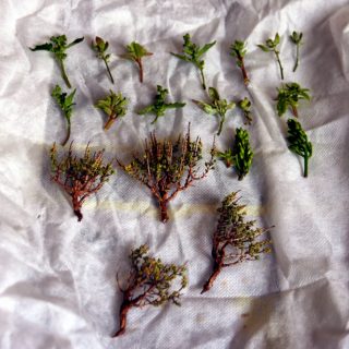 Making Vegetation