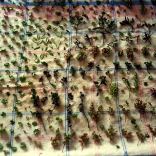 Making Vegetation