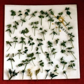 Making Vegetation
