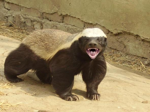 honey-badger