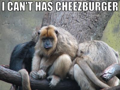 no-cheezburger