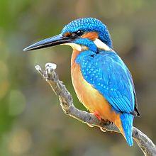 ♂_Common_Kingfisher_(Alcedo_atthis)_Photograph_By_Shantanu_Kuveskar,_Mangaon,_Maharashtra,_India