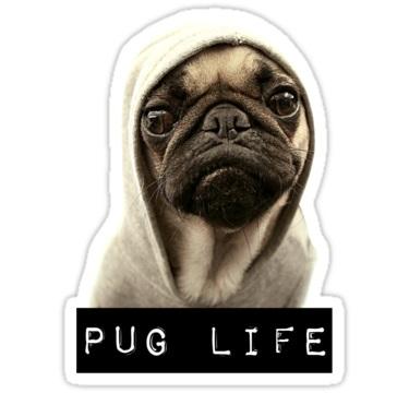 pug-life